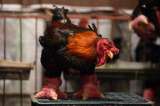 Fotos: así son las patas de “pollo dragón”, un plato muy apreciado en Vietnam