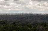 ¿Cuánto dinero necesitamos para proteger los bosques del mundo? Esto dice la ONU