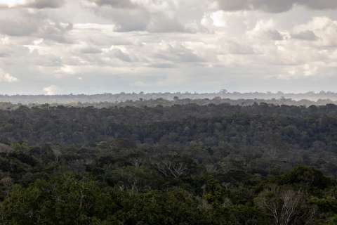 ¿Cuánto dinero necesitamos para proteger los bosques del mundo? Esto dice la ONU