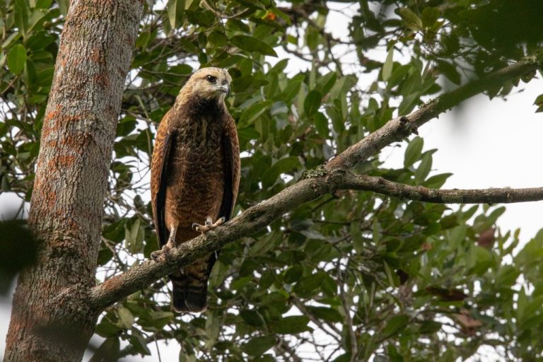 Especies en el nuevo Parque Nacional Natural.