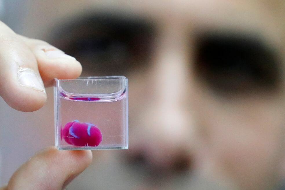 Científicos de la Universidad de Tel Aviv, en Israel, muestran una impresión 3D de un corazón con tejido humano. / Jack Guez - AFP