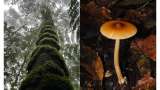 Este árbol, único de Colombia, tiene una particularidad: una red subterránea de hongos