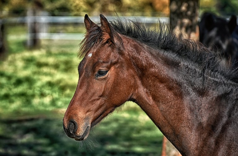 Denuncian muerte de un caballo tras recibir un disparo en el cuello, en Palmira