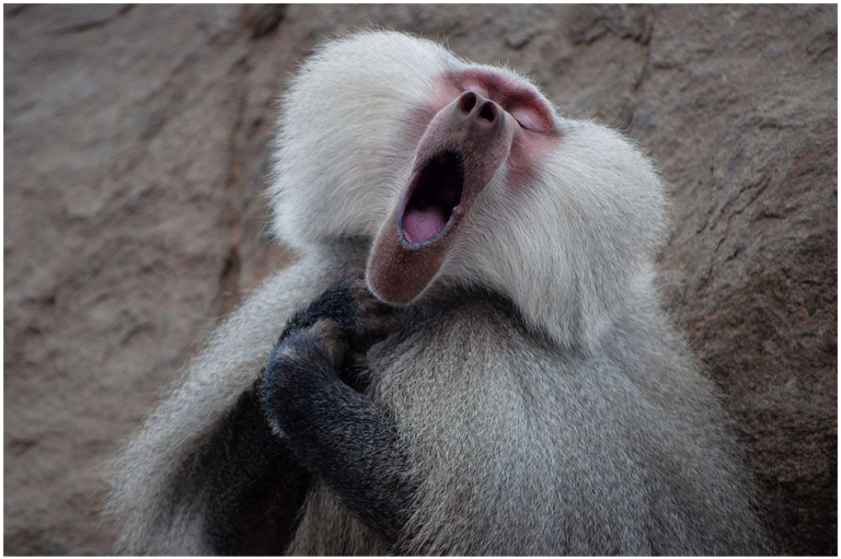Un ejemplar de babuino posa como un tenor y fue capturado por Clemence Guinard. Aunque realmente solo estaba bostezando. La imagen fue tomada en las montañas de Arabia Saudita.