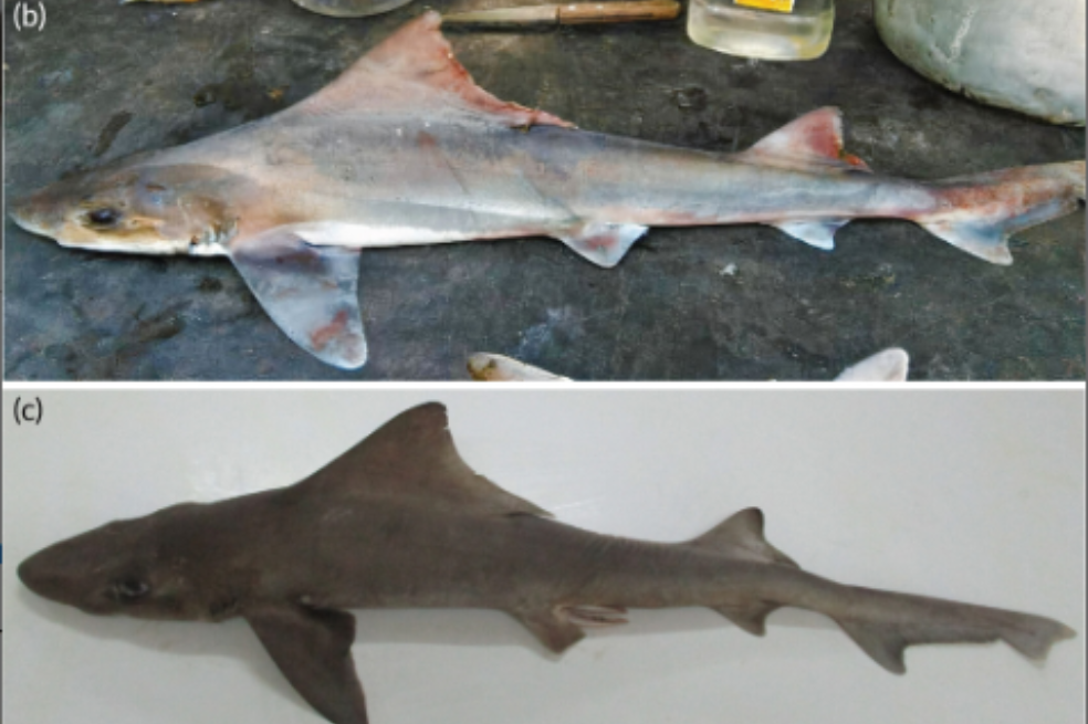 Tiburón vela (Gogolia filewoodi) redescubierto tras 50 años sin noticias.