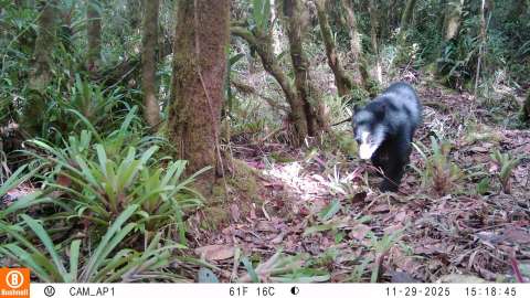 Confirman la presencia del oso andino en Colombia, Huila: quedó fotografiado