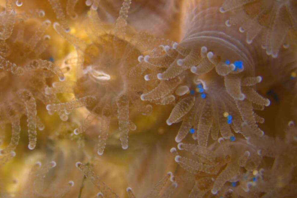 Los corales "Astrangia poculata" prefirieron comer plástico (en azul) durante los experimentos. / ROTJAN LAB