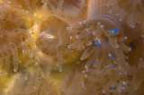Los curiosos corales que prefieren comer plástico