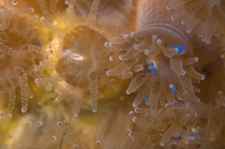 Los curiosos corales que prefieren comer plástico