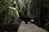 Colombia tiene un bono pionero en biodiversidad: ¿cómo funciona y cuáles son sus resultados?