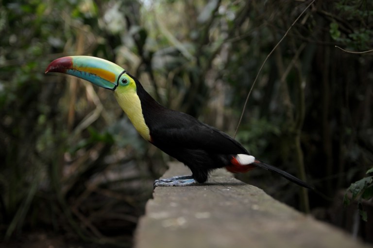 ¿Por qué Colombia no ha logrado proteger su biodiversidad?