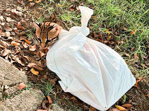 Con lesiones, amarrado y en un costal: así fue el heroico rescate de un ocelote
