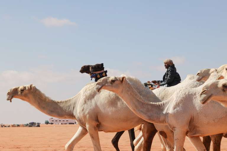 Saudi herder Mansour al-Qatula is pictured next to his animals during the annual King Abdulaziz Camel Festival in Rumah desert, northeast of the Saudi capital Riyadh, on January 10, 2023. - Qatula uses a mode of communication with camels, known as Alheda'a which was recently inscribed on UNESCO's list of intangible cultural heritage, highlighting the deep traditional connection between camels and inhabitants of the Arabian Peninsula. (Photo by Fayez Nureldine / AFP)