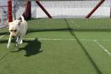 Torneo de pádel en Bogotá busca ayudar a perritos enfermos: así puede participar