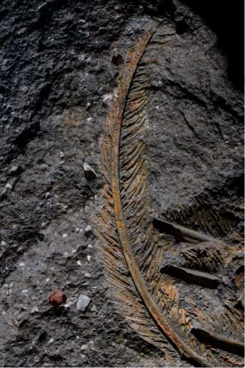 Encuentran plumas fósiles de un buitre de 30.000 años con un nivel de detalle único