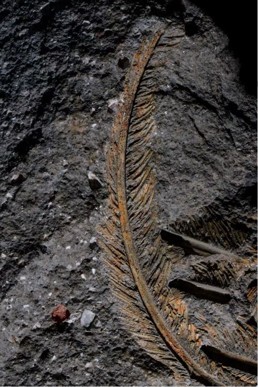 Encuentran plumas fósiles de un buitre de 30.000 años con un nivel de detalle único