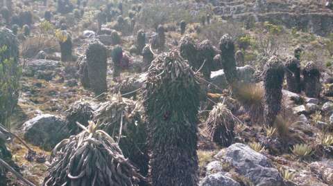 La extraña enfermedad que ataca a los frailejones colombianos