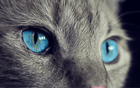 Día internacional del gato: más allá de la ‘ternura’ y los memes virales