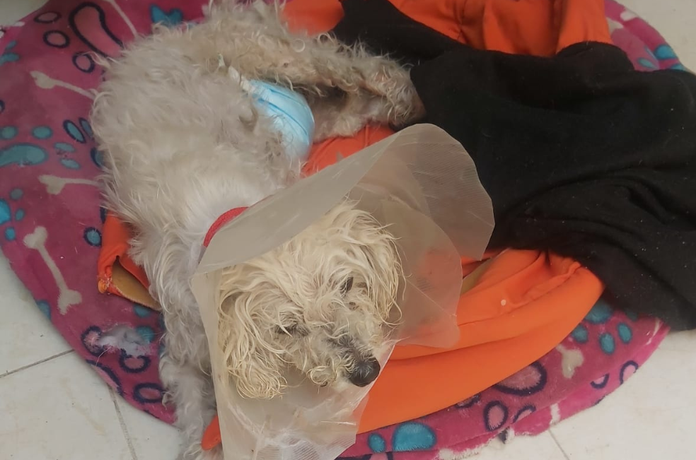 Lula, una perrita rescatada de nueve años, necesita ayuda urgente para una cirugia