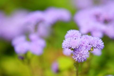 Ageratum, una flor ornamental ideal para bordes, macetas y arreglos florales