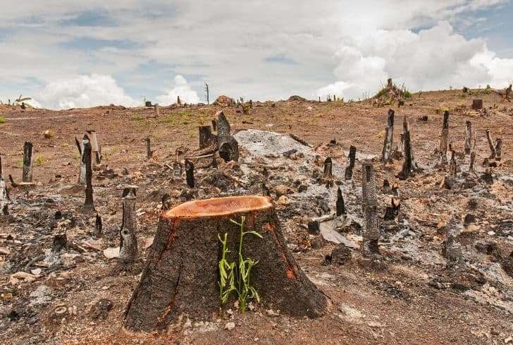 Restaurar la naturaleza: el secreto contra el cambio climático