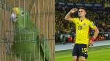 ¡Gol de Colombia! El loro narrador que canta los goles de la selección: video
