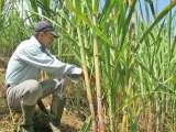 Lista la campaña para consumir más panela, con el fin de apoyar a productores