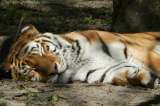 Tigre siberiano "pide ayuda" en un pueblo de Rusia