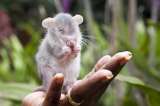 Ratas, heroínas en África