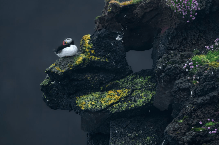 "Mi mujer y yo estábamos de viaje por Islandia y cogimos un ferry a las islas Westman, donde habíamos oído que había una colonia de frailecillos. Paramos en un lugar precioso para estirar las piernas. Allí vimos un pájaro solitario posado en el acantilado de roca de lava más asombroso, cubierto de líquenes de colores y flores silvestres en flor". Foto de Shane Kalyn, ganador del premio profesional.