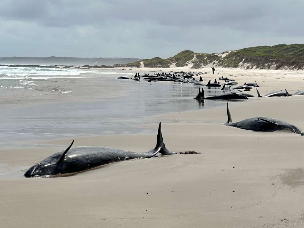 Imagen de los cetáceos varados en la playa de Tasmania.