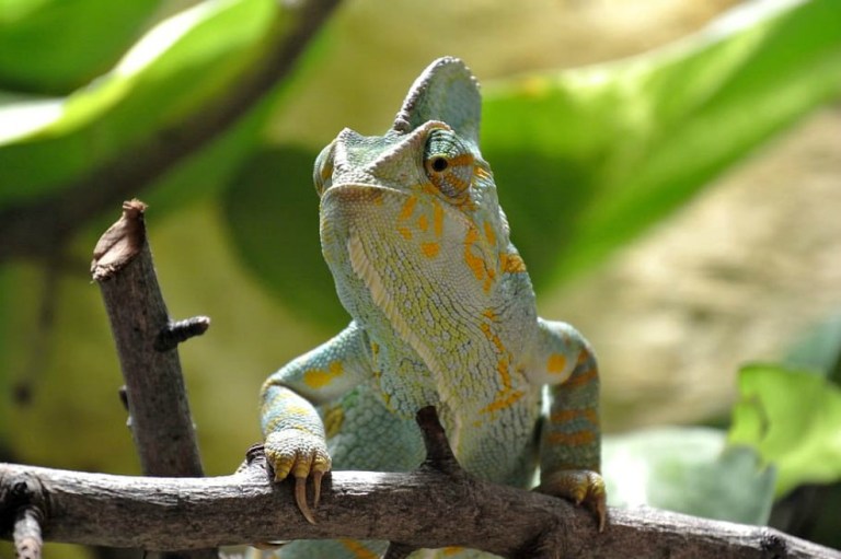 Un anfibio destrona al camaleón como el primer vertebrado con esa elástica lengua