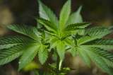Tercer Congreso de Cannabis Terapéutico e Industrial se desarrollará en Bogotá
