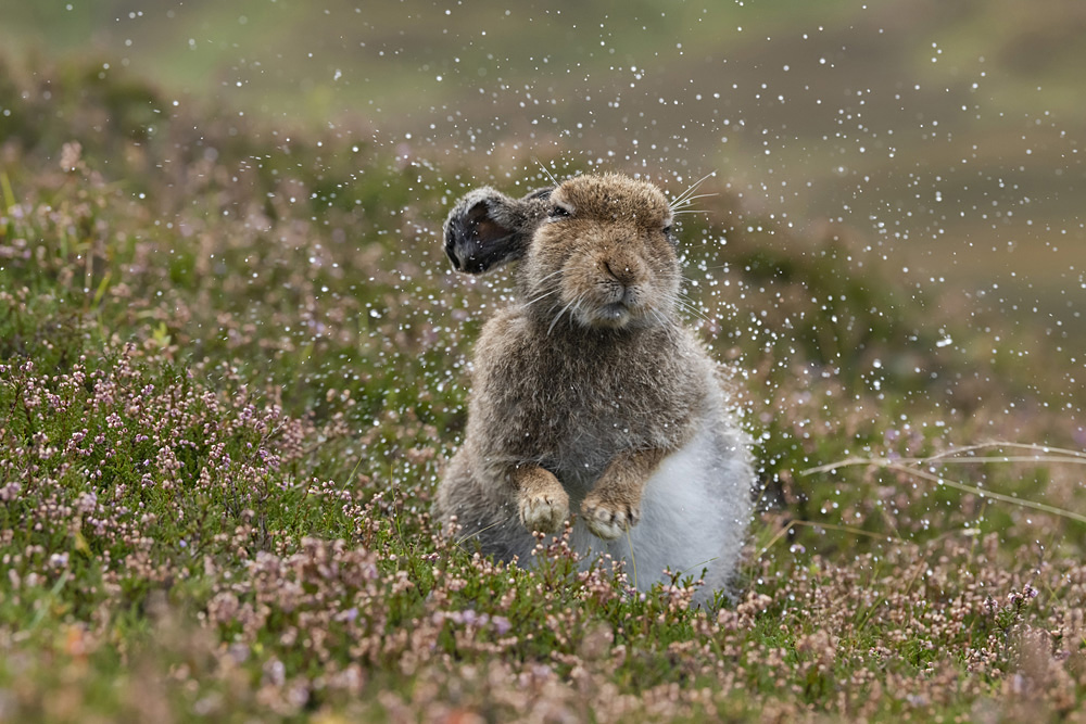 Sacúdete, es una de las imágenes ganadores del concurso de Fotografía Natural de Escocia 2021.