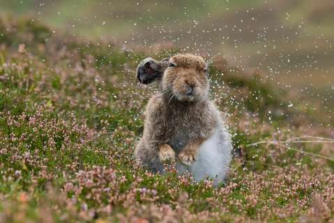 Galería: estos son los ganadores del concurso de Fotografía Natural de Escocia de 2021