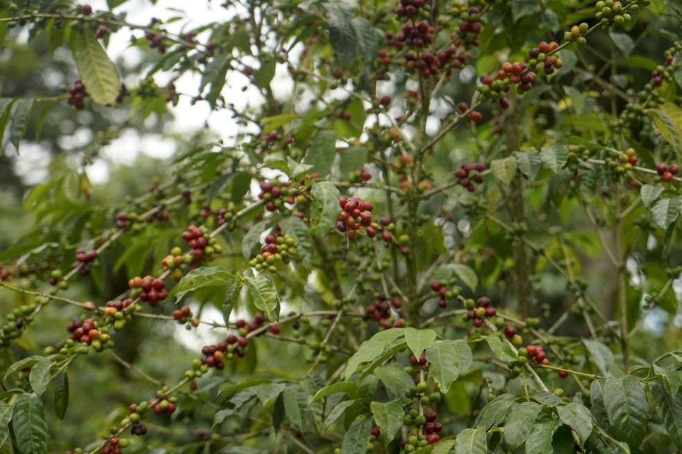 Una reforma agraria entre el sector cafetero propone la ministra de Agricultura, Cecilia López.