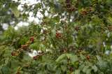 Subió la producción, pero bajaron las exportaciones de café en febrero de 2023