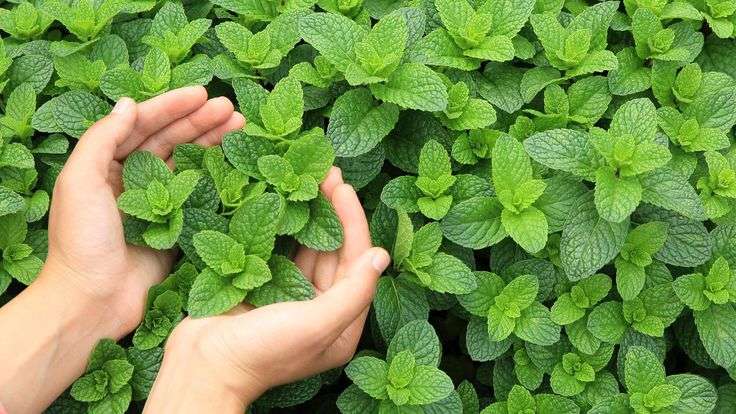 La yerbabuena es de esas plantas que no puede faltar en los hogares por sus diversas funciones, por eso aquí te enseñamos como sembrarla en casa.