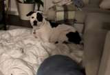 Perro se niega a dormir en su cama para acompañar al cachorro recién adoptado