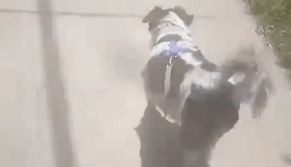 Esta es Mika, la perrita que se reencontró con su familia.