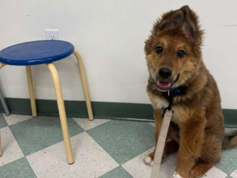 Así fue la graduación de un cachorro rescatado luego de superar su miedo al ruido