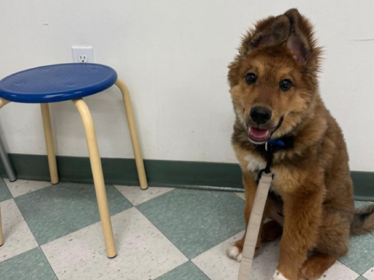 Así fue la graduación de un cachorro rescatado luego de superar su miedo al ruido