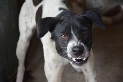 ¿Por qué los perros muerden a sus dueños?