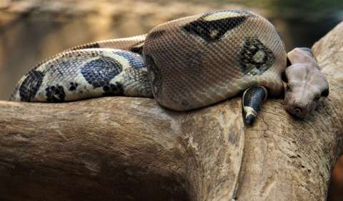 El Congreso Mundial de la Naturaleza definirá las prioridades de conservación