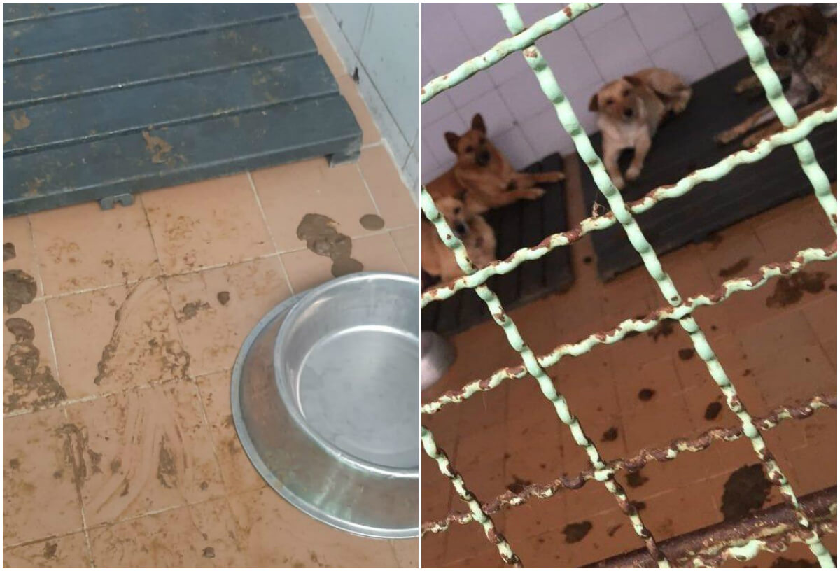 Estas fueron algunas de las fotos que publicó el colectivo de animalistas en sus redes sociales. En estas imágenes se puede notar que hay excremento en los espacios donde permanecen los caninos. / Cortesía.