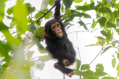 Una investigación detalla la impresionante memoria de los chimpancés