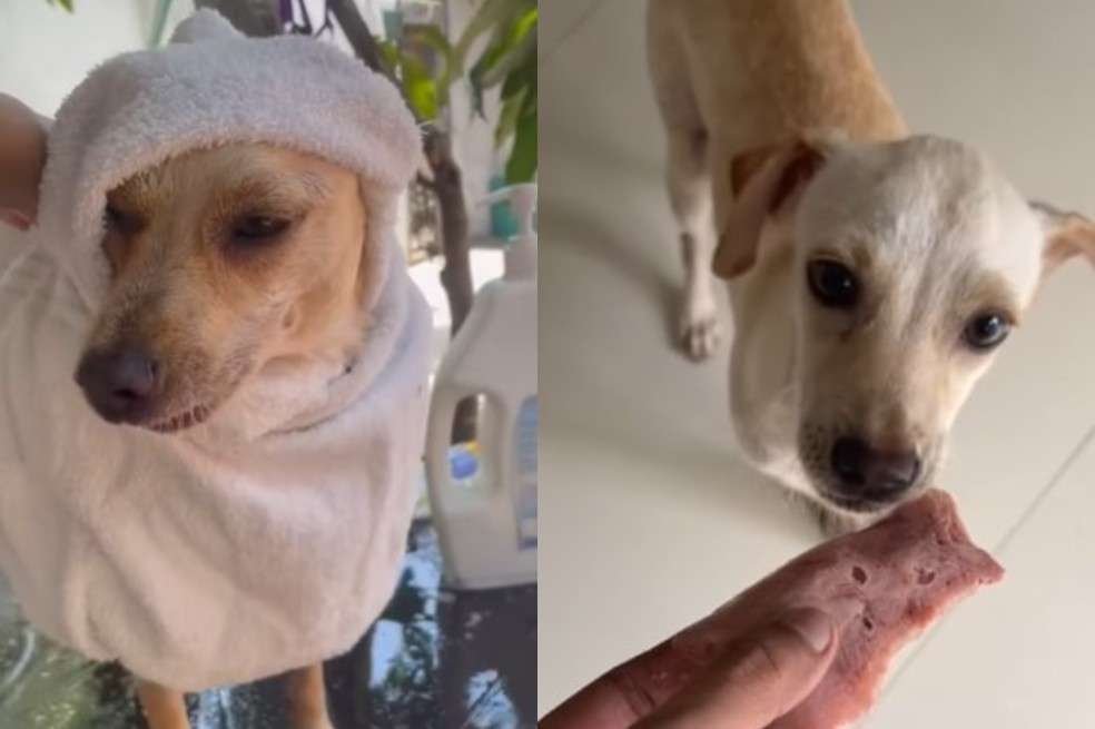 En la calle, Woody ladraba a otros perros y gatos, lo cual fue interpretado también como un signo de agresividad.
