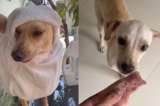 Woody creyó tener un hogar, pero lo devolvieron al refugio luego de tres días