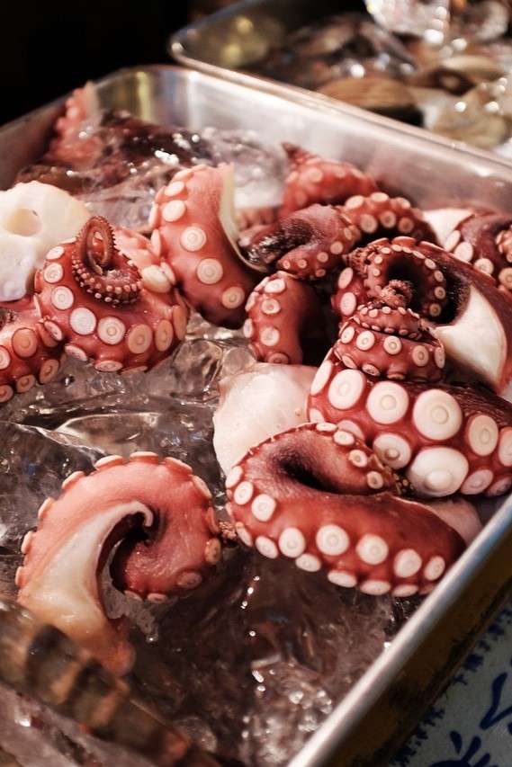 Pulpo