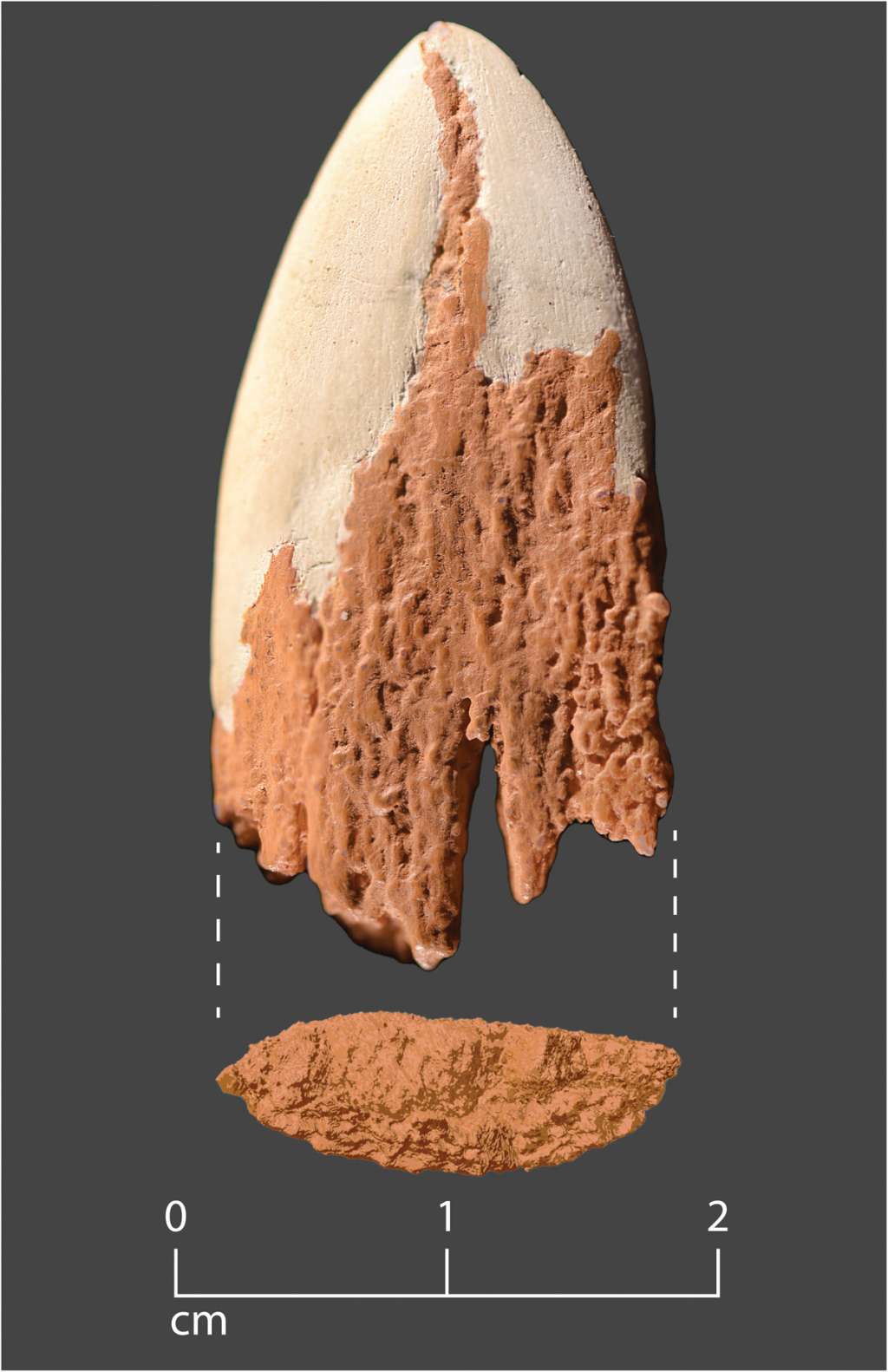 Esta es una reconstrucción del extremo distal de la punta del proyectil.